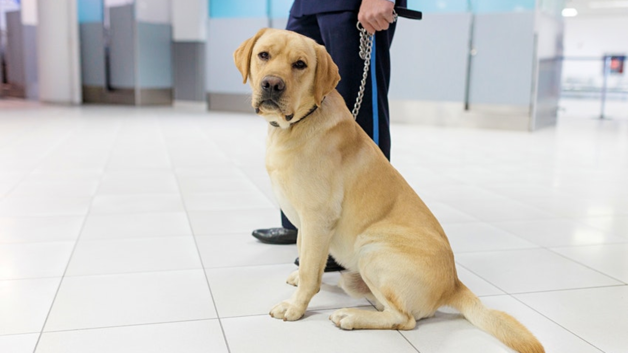 杜拜機場的海關人員正在幫助從冠狀病毒嗅探犬中進行篩查©iStock image / Getty Images